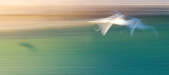 abstractseagullsweb.jpg