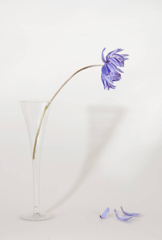 anemomieweb.jpg