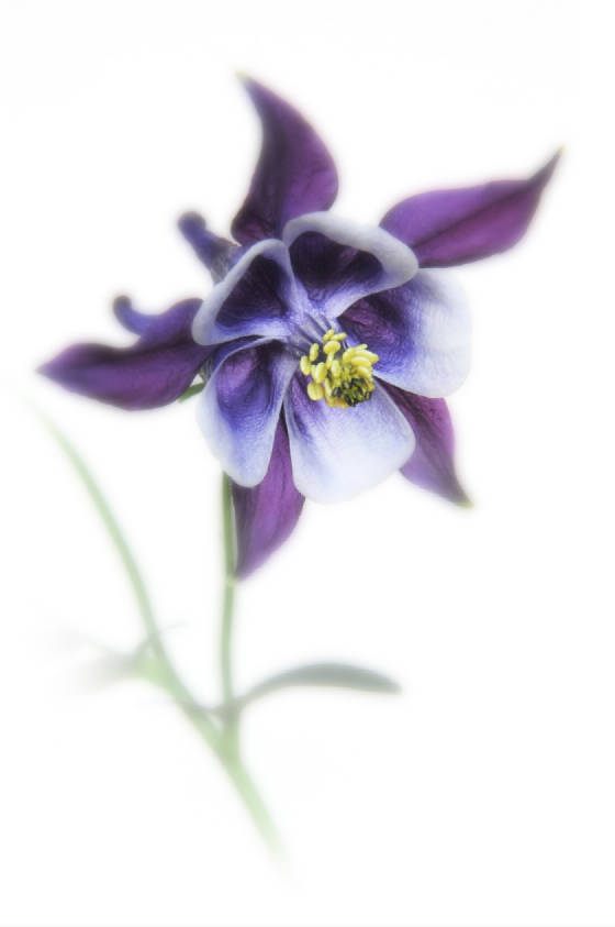aquilegiaweb.jpg