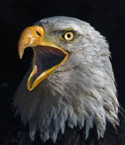 baldeagleweb.jpg