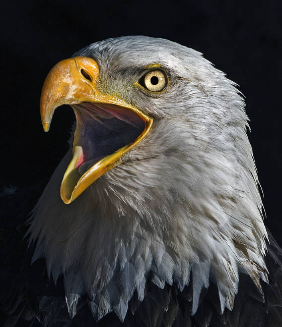 baldeagleweb.jpg