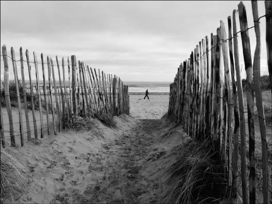 beachwalkerweb.jpg