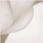 calaabstractinivoryweb.jpg