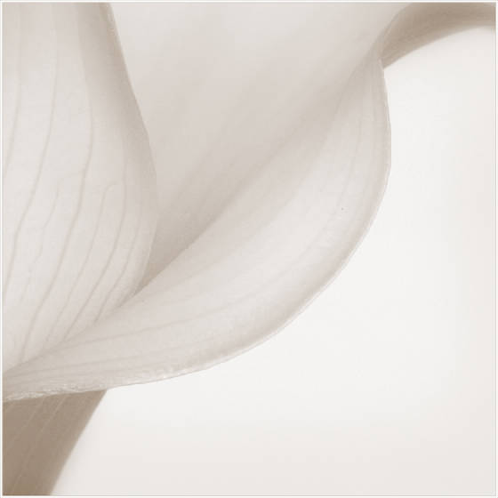 calaabstractinivoryweb.jpg