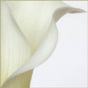 calaabstractno79web.jpg