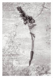 carrotweb.jpg