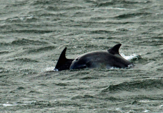 dolphins.jpg