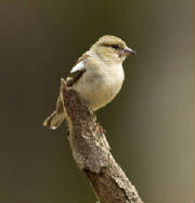 femalechaffinchmontreathmontforestweb.jpg