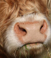 highlandcowweb.jpg