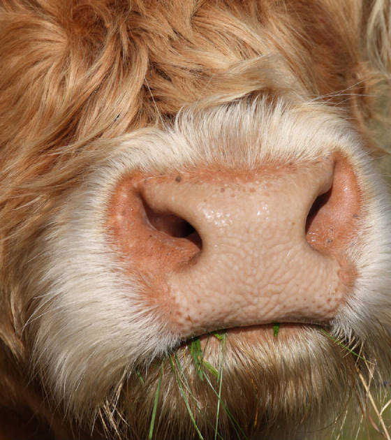 highlandcowweb.jpg