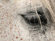 horseeyeweb.jpg