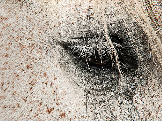 horseeyeweb.jpg