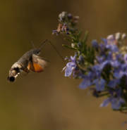 hummingbirdmothweb.jpg