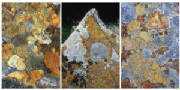 lichentriptych.jpg