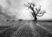 lonetreeweb.jpg