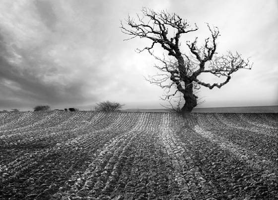 lonetreeweb.jpg