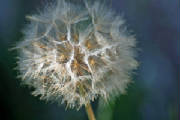 morningdandelionweb.jpg