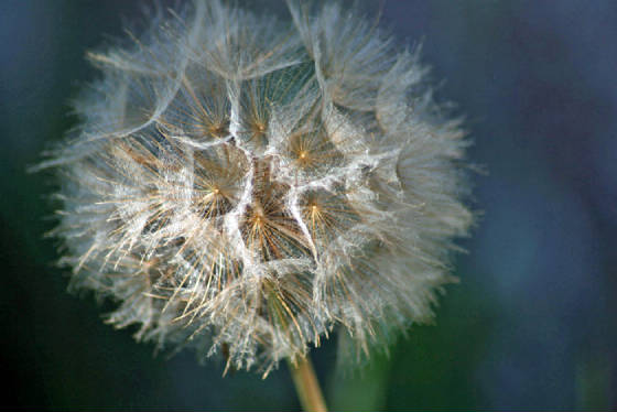 morningdandelionweb.jpg