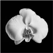 orchidweb.jpg