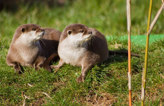 ottersweb.jpg
