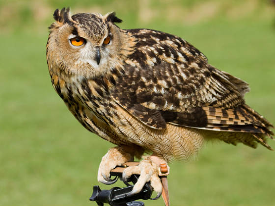 owlontripodweb.jpg