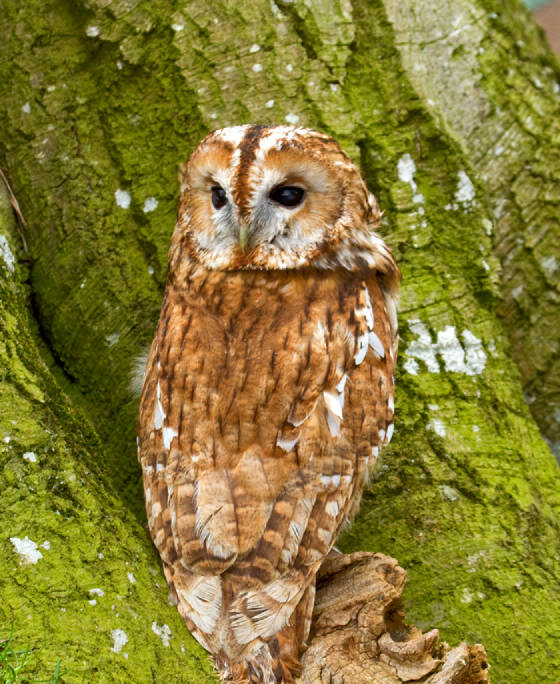 owlwhoisbehindmeweb.jpg