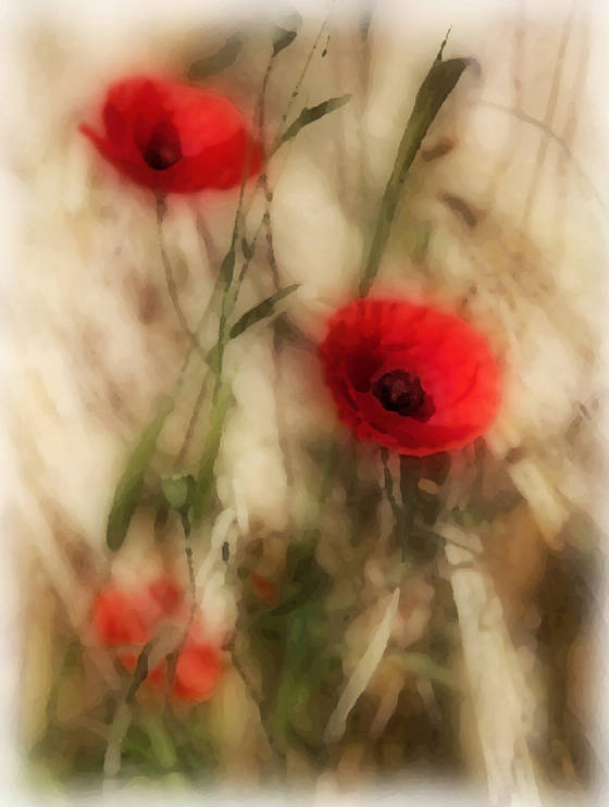 poppiesweb.jpg