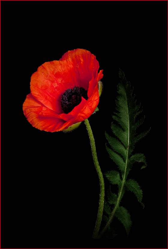 poppyweb.jpg