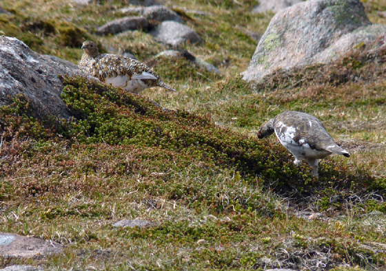 ptarmiganweb.jpg