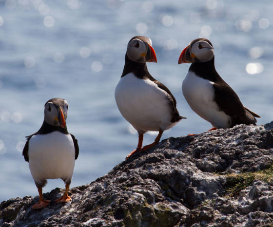 puffinsweb.jpg