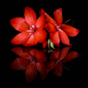 reflectionsinredweb.jpg