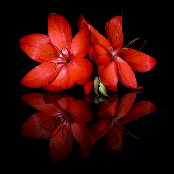 reflectionsinredweb.jpg
