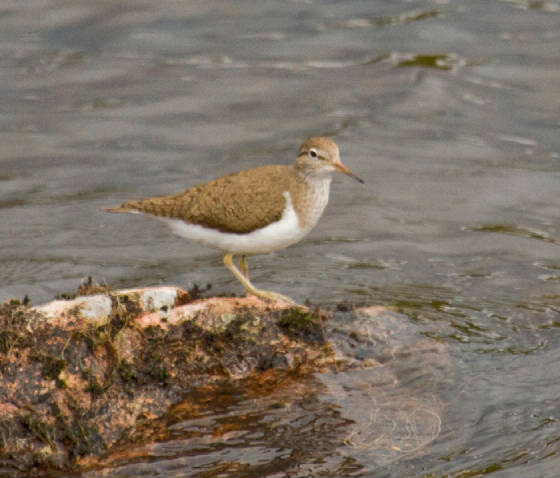 sandpiper1web.jpg