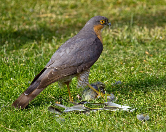sparrowhawkweb.jpg