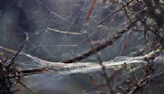 spiderslairweb.jpg