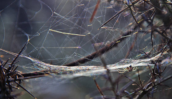 spiderslairweb.jpg