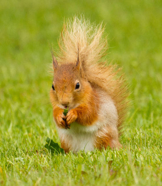 squirrelweb.jpg