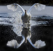 swanlakeweb.jpg