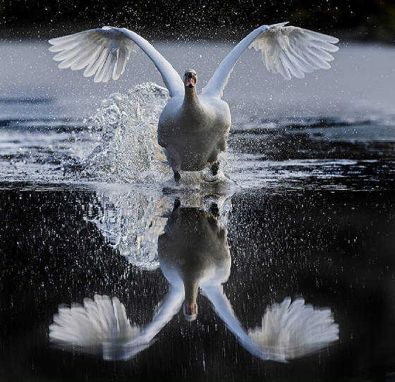 swanlakeweb.jpg