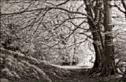 thebeechwood.jpg