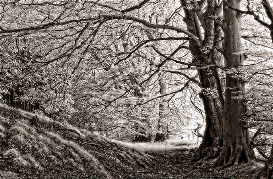 thebeechwood.jpg