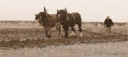theploughmanweb.jpg
