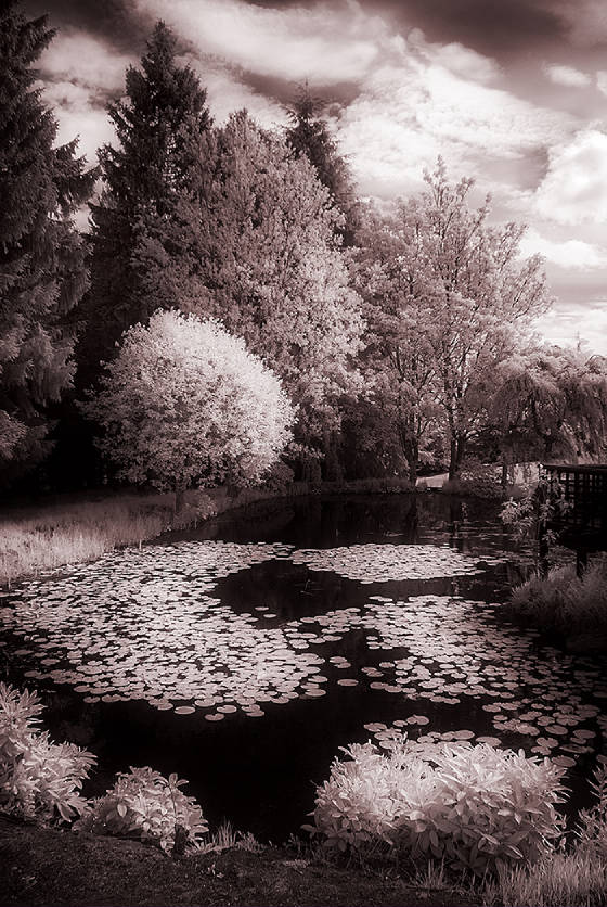 thepondweb.jpg