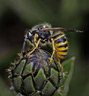 waspweb.jpg
