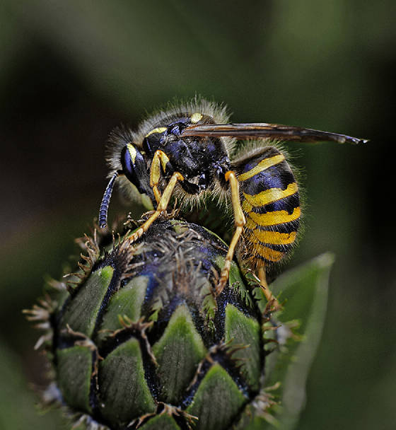 waspweb.jpg