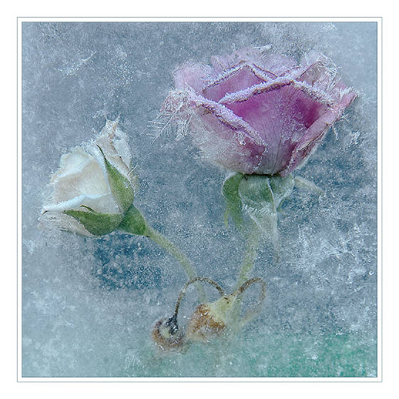 whiteandpinkweb.jpg