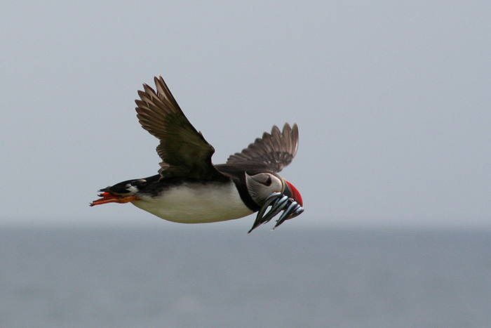 flyingwithfishweb.jpg