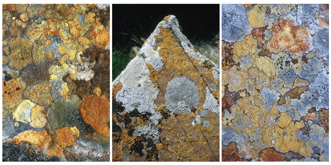 lichentriptych.jpg